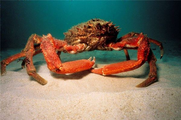 夢見螃蟹是什麼意思？_周公解夢