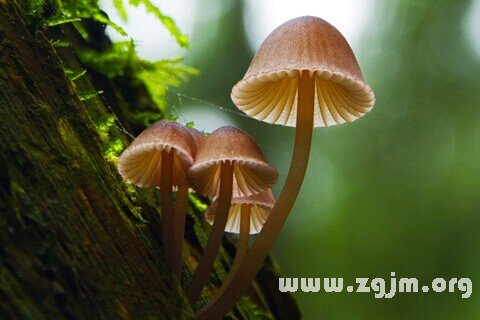 Dream of the mushroom