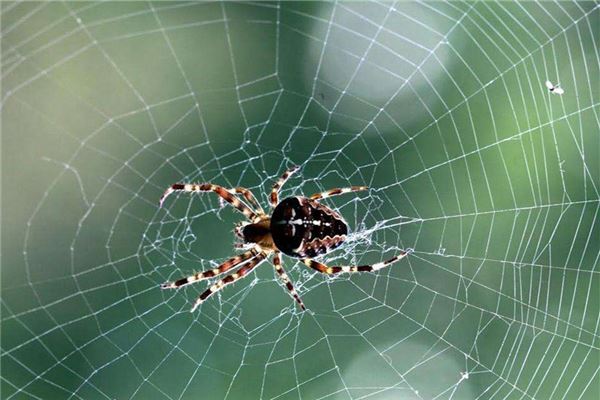 夢到蜘蛛在結網,我還看了一會兒,怎么解？_周公解夢