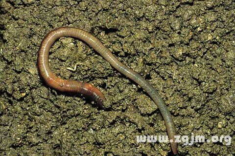 Dream of the earthworm