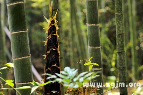 Dream of the shoot of MAO bamboo shoot