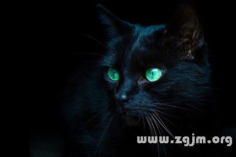 夢見渾身是血的黑貓