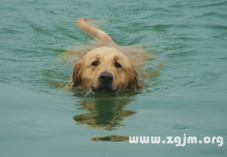 Dream of dog swimming