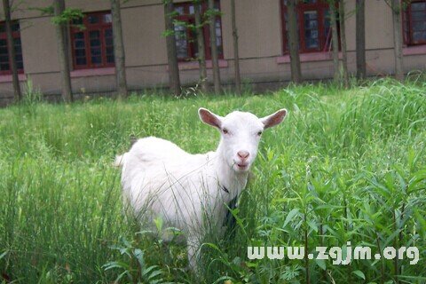 Dream of a goat