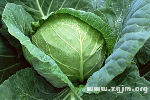 Dream of cabbage