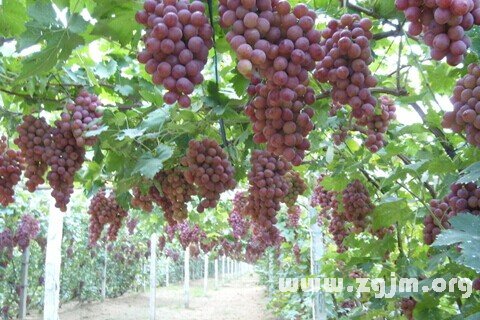 Dream of grapes