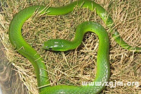Dream of green snake