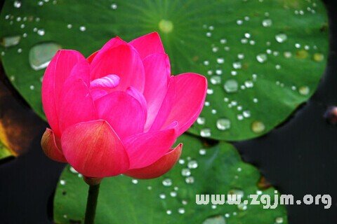Dream of lotus