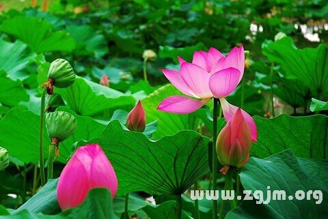 Dream of the lotus