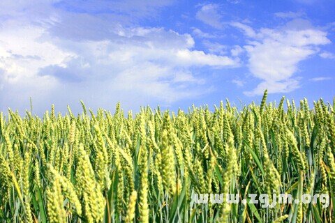 Dream of wheat
