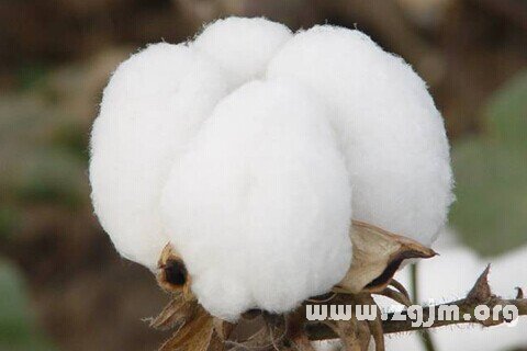 Dream of cotton
