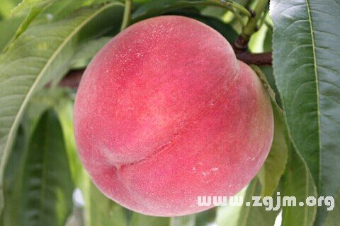 Dream of peach