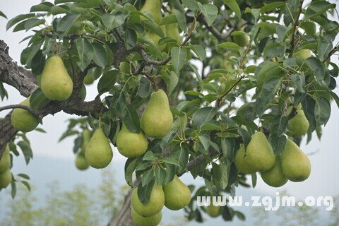 Dream of pear trees