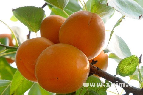 Dream of apricot