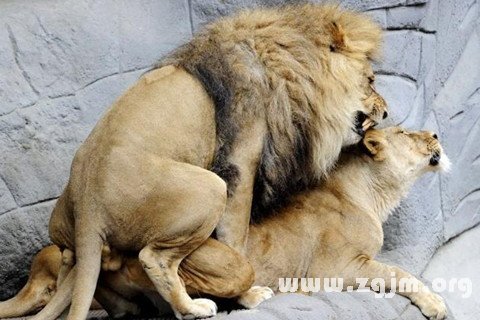 夢見與獅子相遇