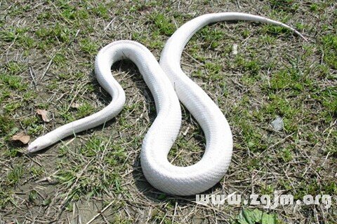 Dream of white snake