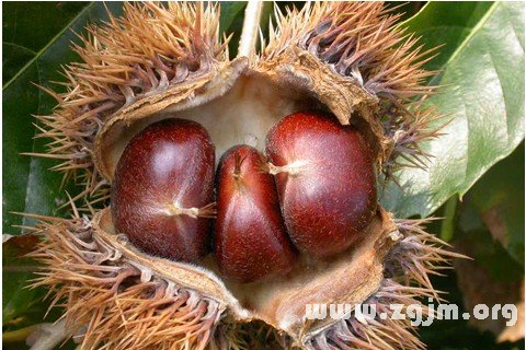 Dream of chestnut chestnut