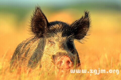 Dream of a wild boar