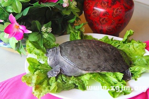 Dream of tortoise _ duke of zhou interprets dream tortoise dream to dream tortoise, ok what's the meaning of _ _ duke of zhou interprets website