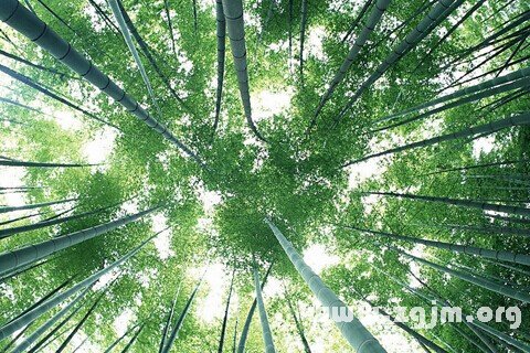 Dream of bamboo