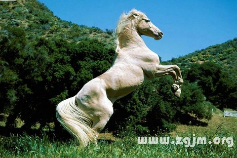 Dream of horse horse