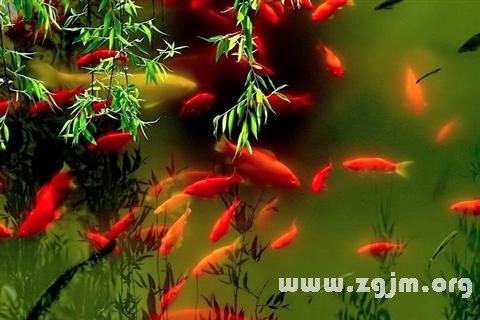 Dream of red fish