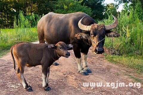 Dream of a calf Dallas