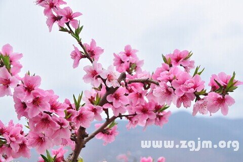 Dream of the peach blossom