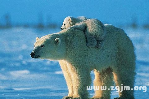 夢見北極熊