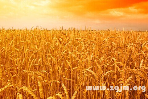 Dream of the wheat