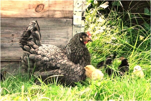 夢到給人盍頭是凶兆還是吉兆_周公解夢官網