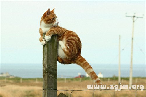 天秤座的偷腥指數有多少_十二星座