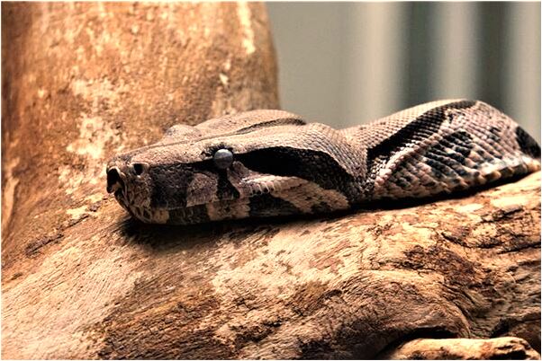 夢到了兔子掉廁所有什麼徵兆_周公解夢官網