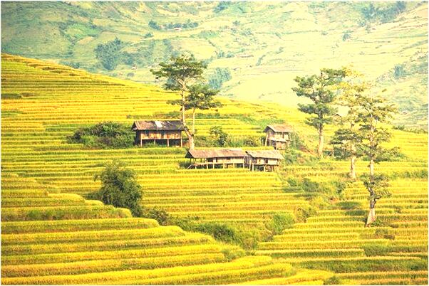 夢見田瓜卻被人要走了是什麼兆頭_周公解夢官網