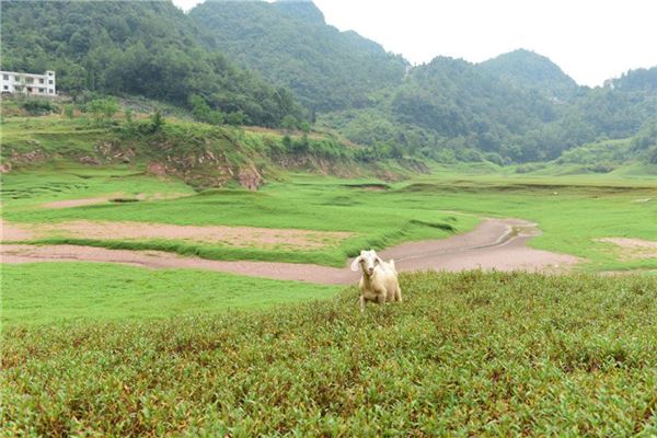 1967年屬羊2021年沖太歲運勢如何 55歲牛年犯太歲如何化解劫難_十二生肖