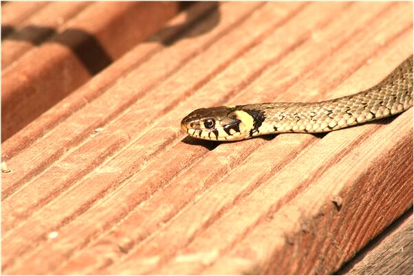 夢到媽媽和一個女人和平相處是啥意思_周公解夢官網