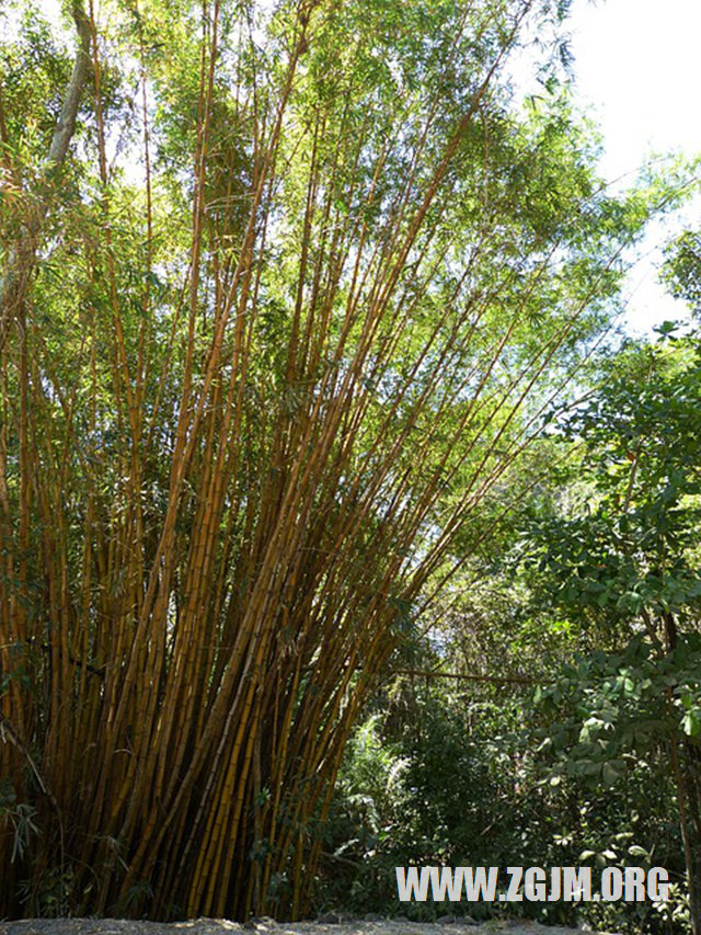 夢見泥濘的田地里_周公解夢夢到泥濘的田地里是什麼意思_做夢夢見泥濘的田地里好不好_周公解夢官網