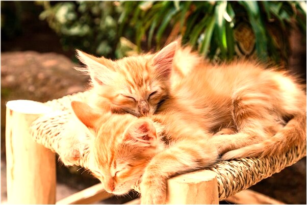 夢到過世的奶奶一直盯著我會怎么樣_周公解夢官網