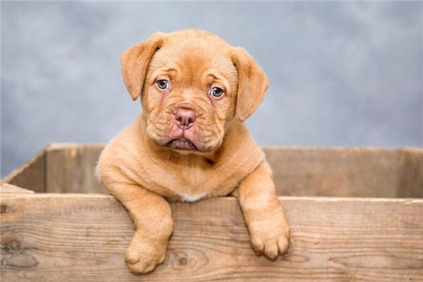 夢到殺狗是什麼意思_周公解夢