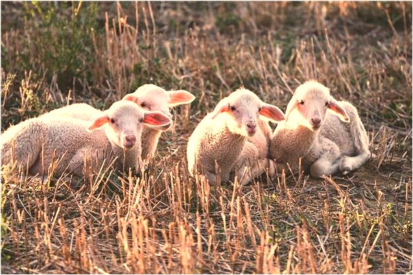 夢到了房頂的瓦磚不穩怎么回事_周公解夢官網