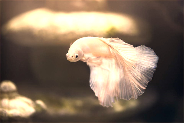 夢到了男朋友爸爸要見自己父母意味著什麼_周公解夢官網