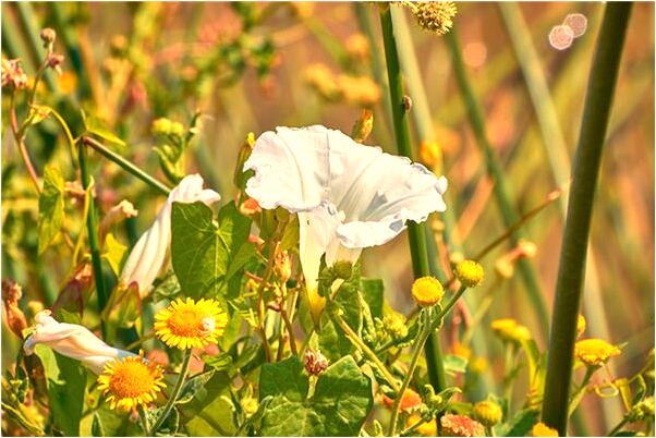 夢到了和朋友上網是怎么回事_周公解夢官網