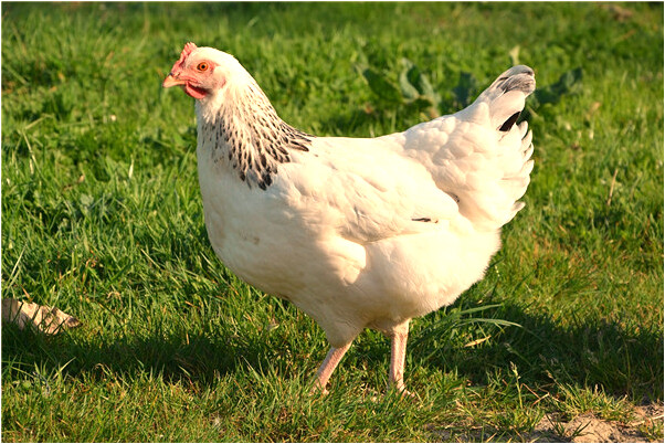 夢到了穿紫色高跟鞋怎么樣_周公解夢官網