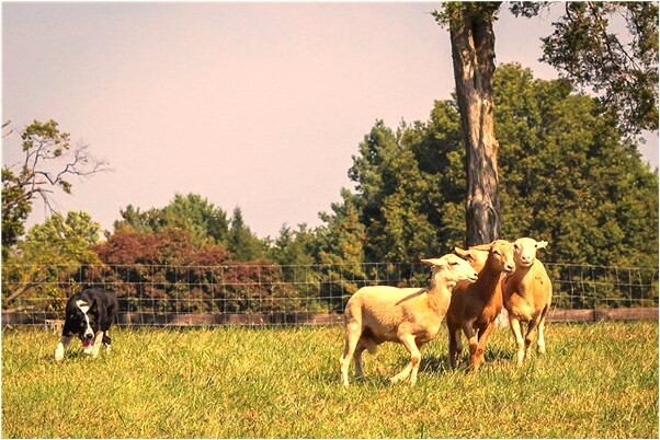 夢到了朋友沿河流而上是什麼意思？_周公解夢官網