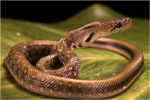 夢到了射刀子預示了什麼_周公解夢官網