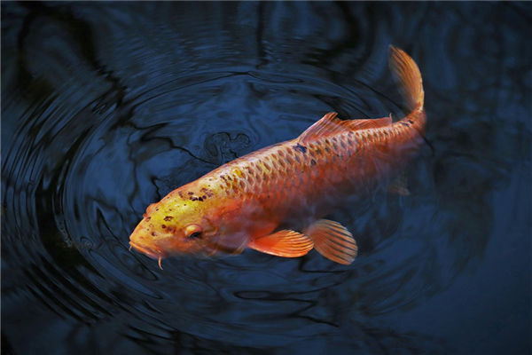 夢見紅鯉魚什麼意思_周公解夢