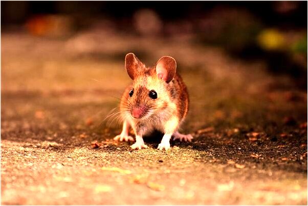 夢到很多書段是咋回事_周公解夢官網