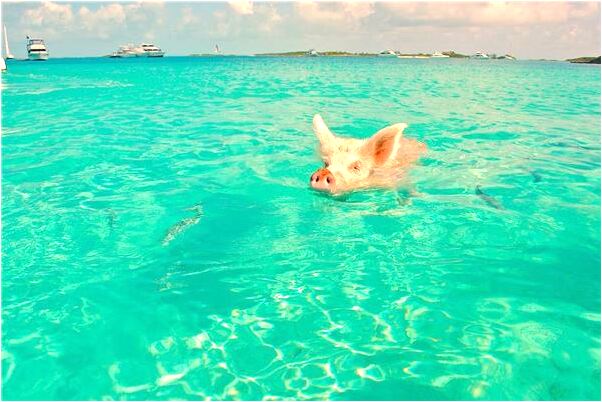 夢到了以前上司請我吃飯預兆了什麼嗎_周公解夢官網