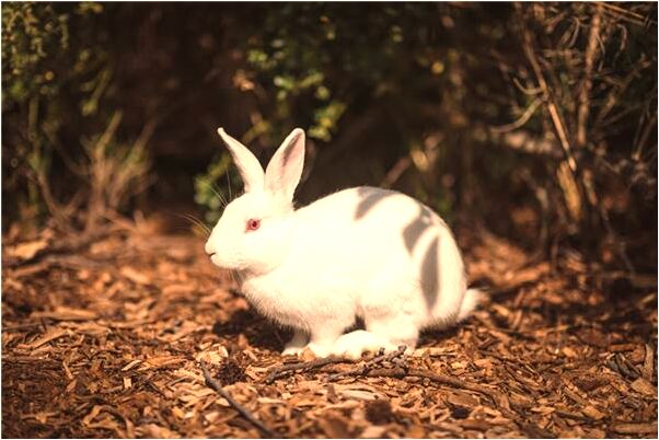 夢見超速駕駛意味什麼_周公解夢官網
