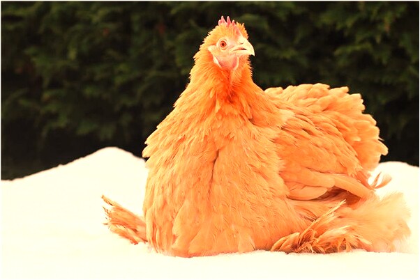 夢見前女友被男人打是什麼啟示_周公解夢官網